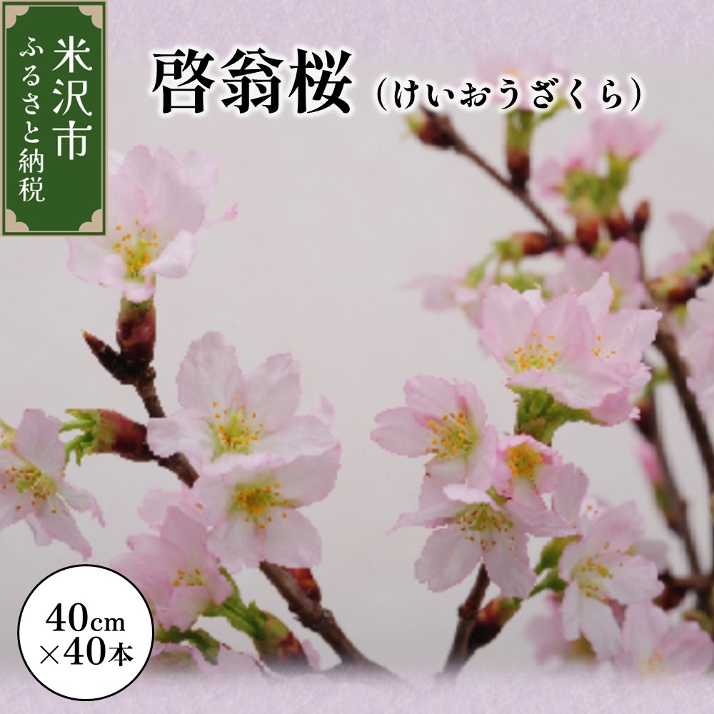 《 先行予約 》啓翁桜（家庭用） 40cm×40本